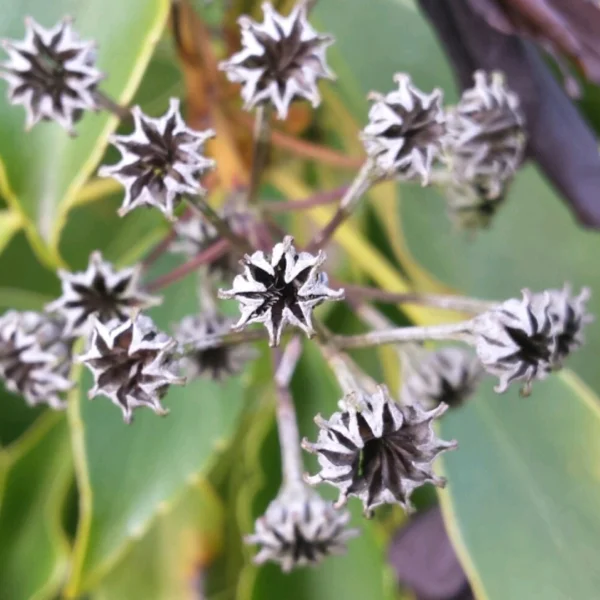 Trochodendron aralioides – Trochodendraceae