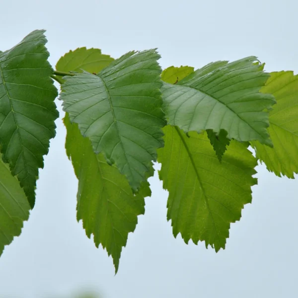Ulmus americana 'Valley Forge' – Ulmaceae