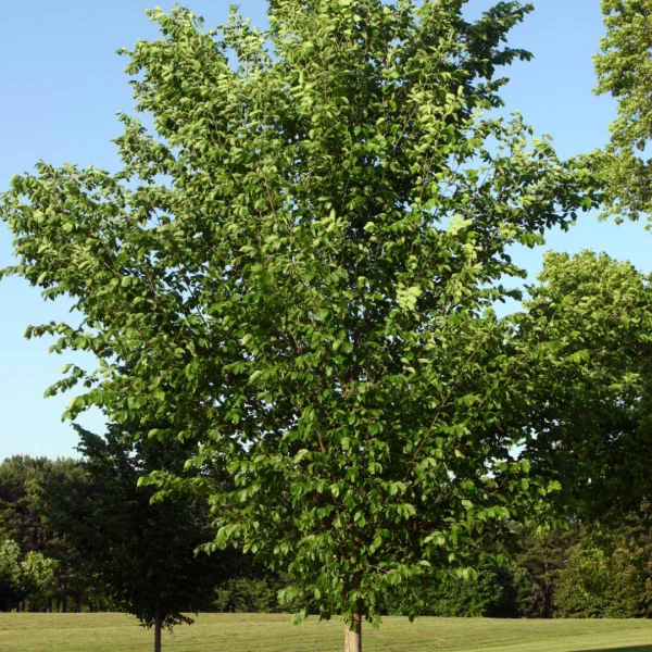 Ulmus americana 'Princeton' – Ulmaceae