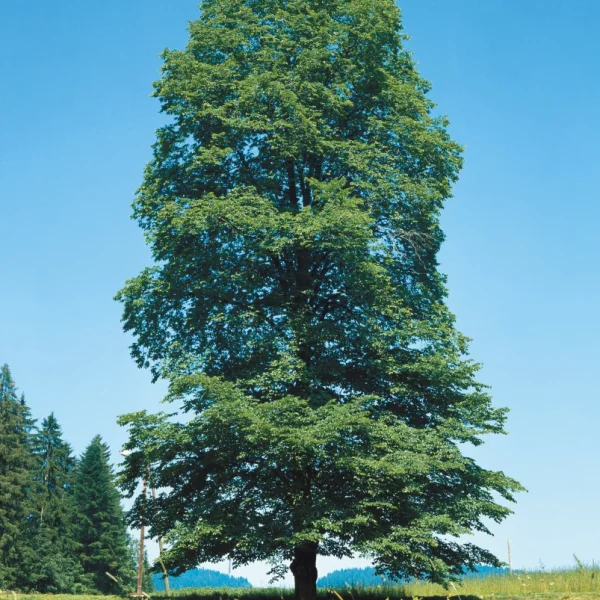Ulmus glabra – Ulmaceae