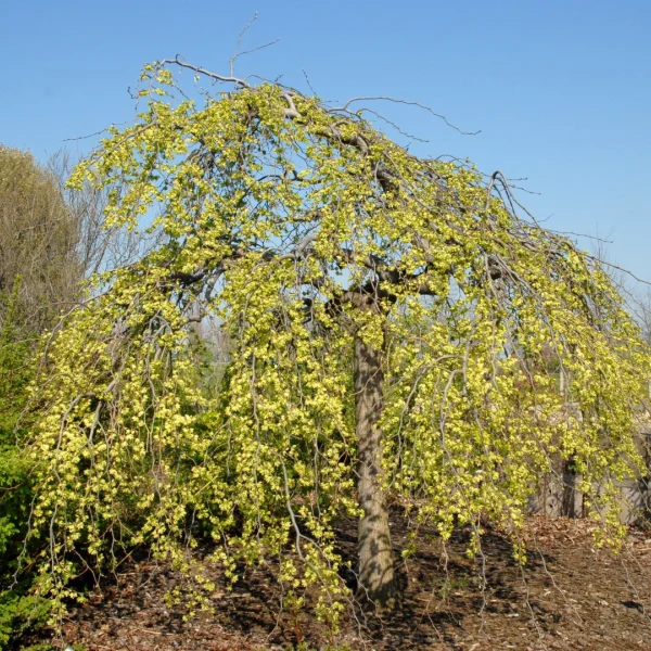 Ulmus glabra 'Pendula' – Ulmaceae