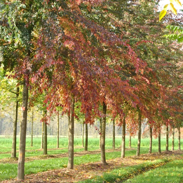 Ulmus 'Frontier' – Ulmaceae