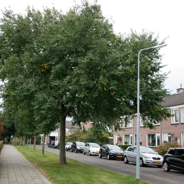 Ulmus ×hollandica 'Pioneer' – Ulmaceae