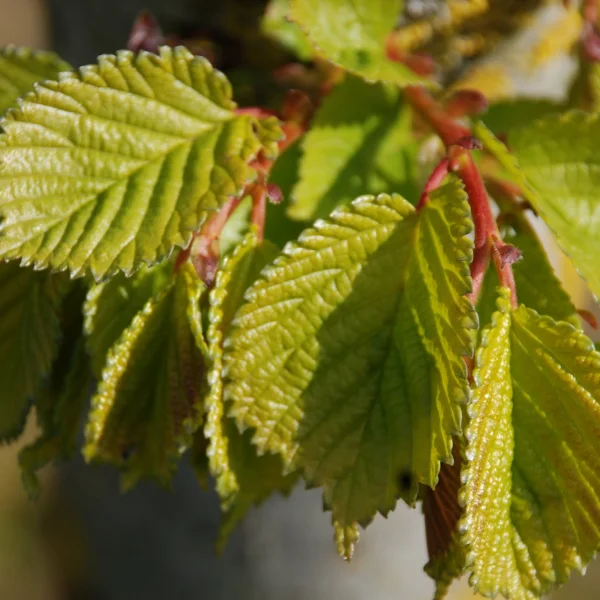 Ulmus ×hollandica 'Vegeta' – Ulmaceae