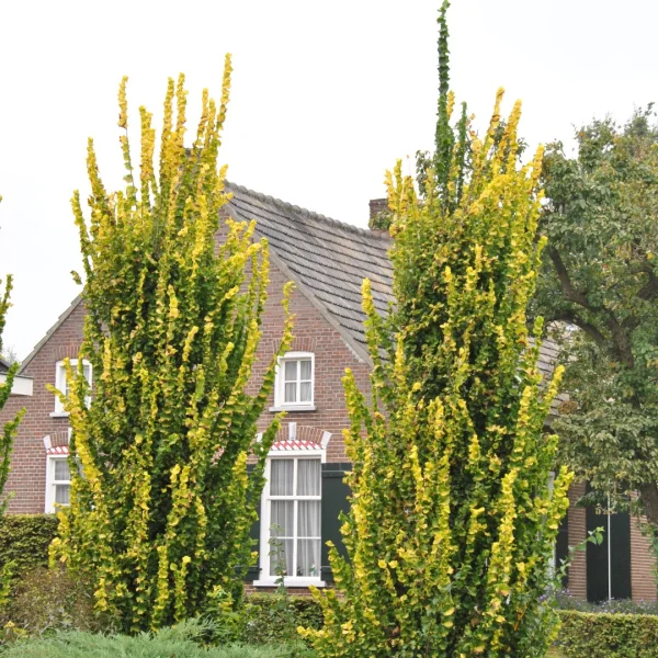 Ulmus ×hollandica 'Wredei' – Ulmaceae