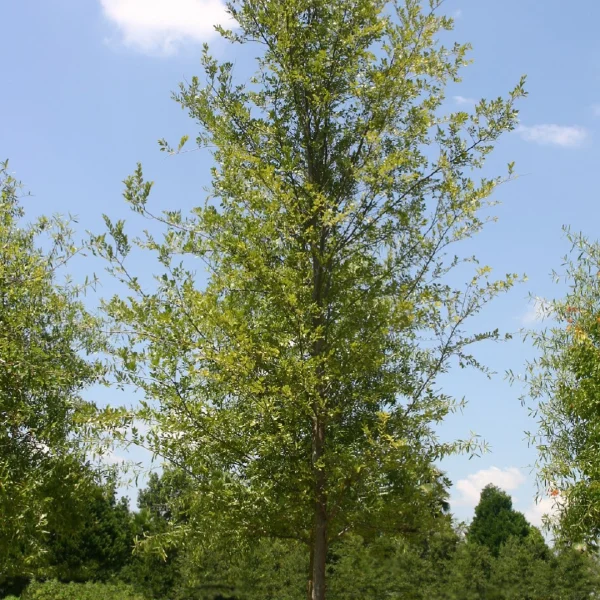 Ulmus parvifolia BOSQUE ('UPMTF') – Ulmaceae