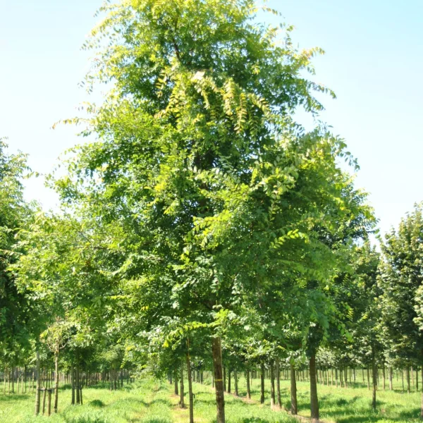 Ulmus parvifolia 'Dynasty' – Ulmaceae