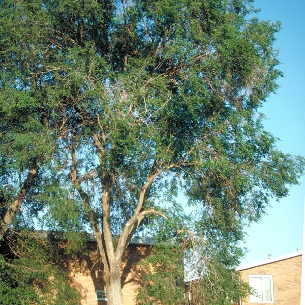 Ulmus pumila – Ulmaceae