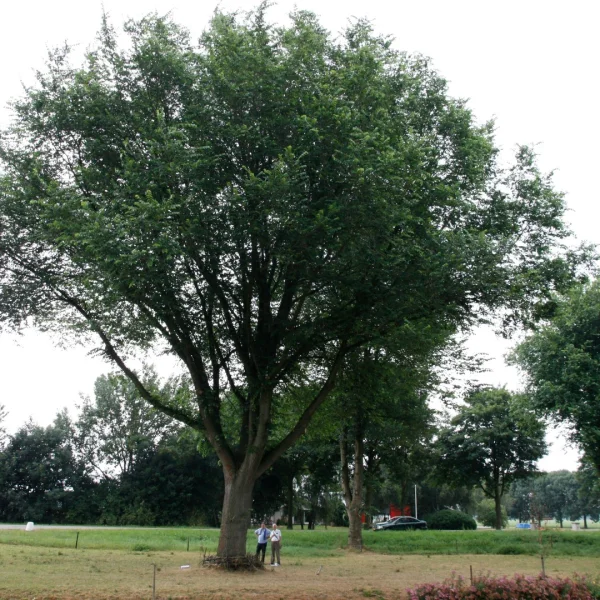 Ulmus 'Dodoens' – Ulmaceae