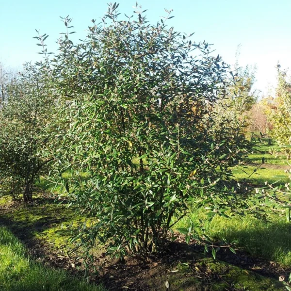 Viburnum burkwoodii – Adoxaceae