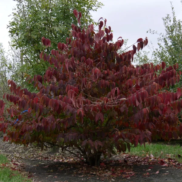 Viburnum plicatum 'Mariesii' – Adoxaceae