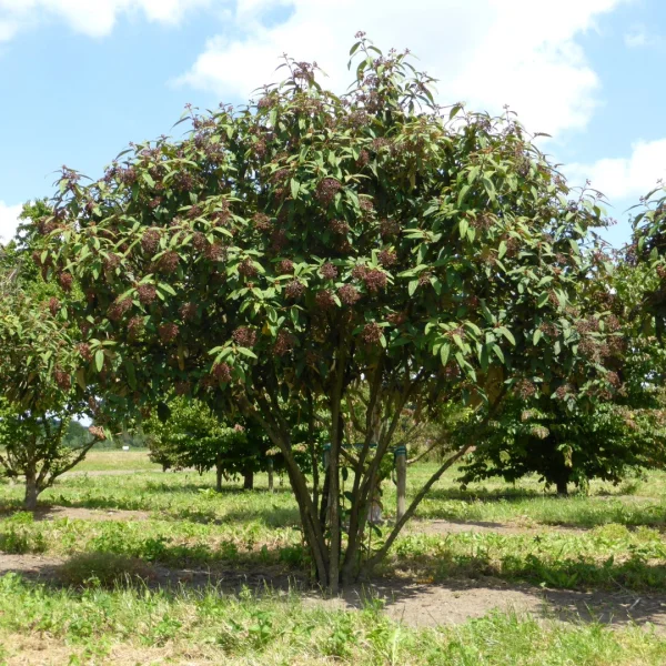 Viburnum rhytidophyllum – Adoxaceae