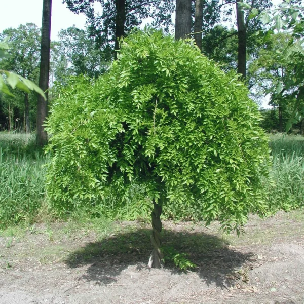 Wisteria sinensis – Fabaceae