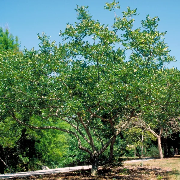 Zanthoxylum americanum – Rutaceae