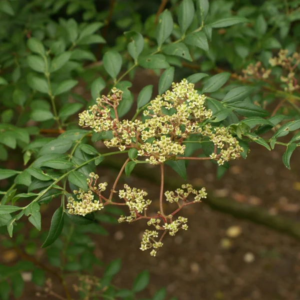 Zanthoxylum piperitum – Rutaceae