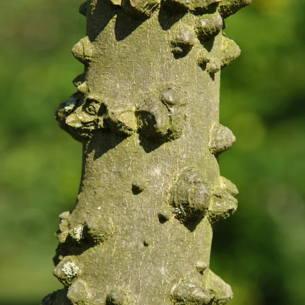 Zanthoxylum schinifolium – Rutaceae