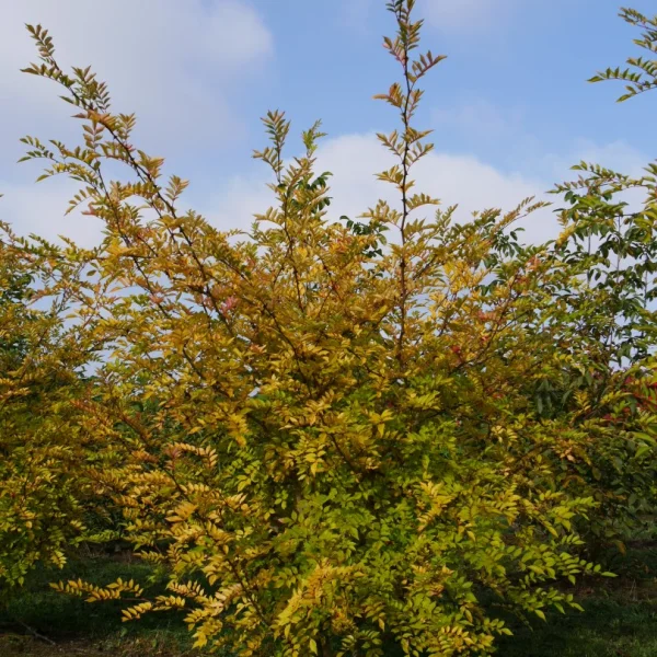 Zanthoxylum simulans – Rutaceae