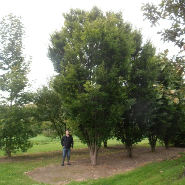 Zelkova carpinifolia 'Pyramidalis' – Ulmaceae