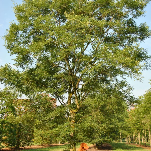 Zelkova carpinifolia 'Verschaffeltii' – Ulmaceae