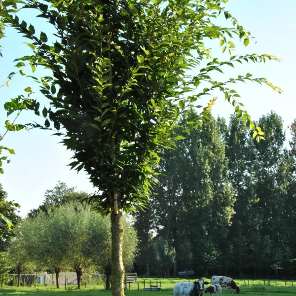 Zelkova serrata 'Fastigiata' – Ulmaceae