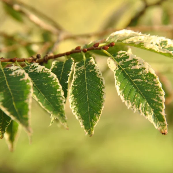 Zelkova serrata 'Variegata' – Ulmaceae