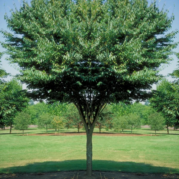 Zelkova serrata 'Village Green' – Ulmaceae