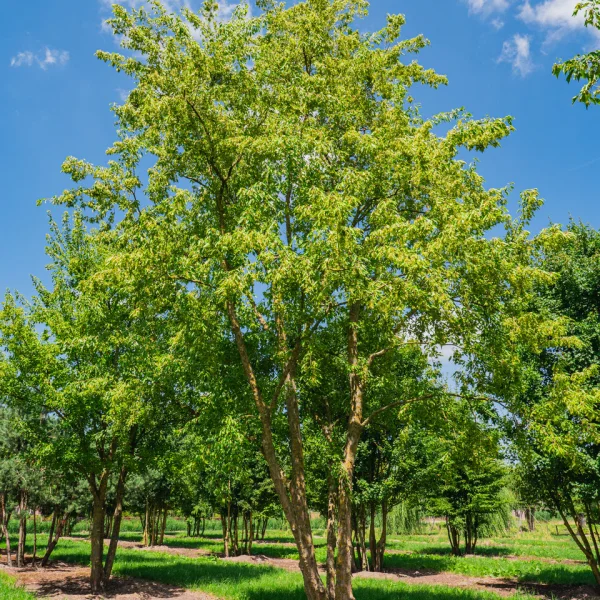 Acer buergerianum – Aceraceae