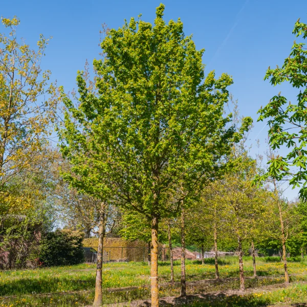 Acer campestre 'Elsrijk' &ndash; Aceraceae