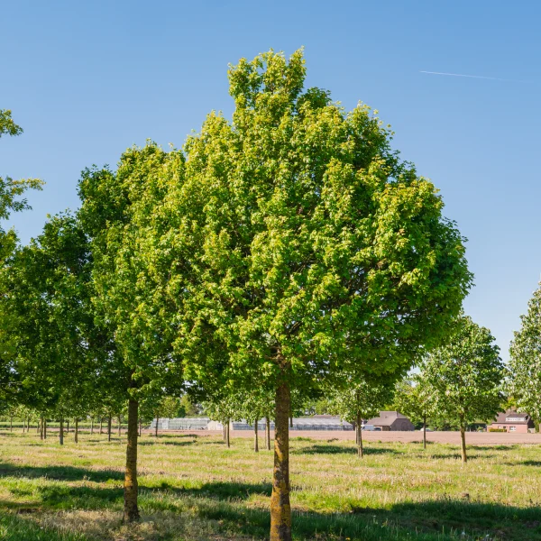 Acer campestre 'Eco Sentry' &ndash; Aceraceae