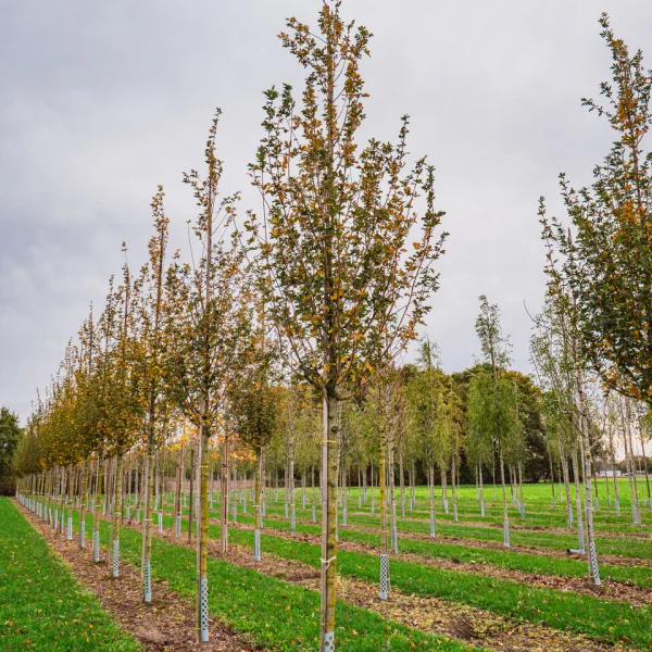 Acer campestre 'Huibers Elegant' &ndash; Aceraceae