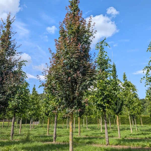 Acer campestre 'Red Shine' &ndash; Aceraceae