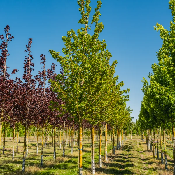 Acer cappadocicum 'Rubrum' &ndash; Aceraceae
