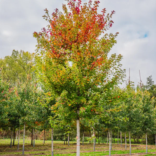 Acer ×freemanii AUTUMN BLAZE ('Jeffersred') &ndash; Aceraceae