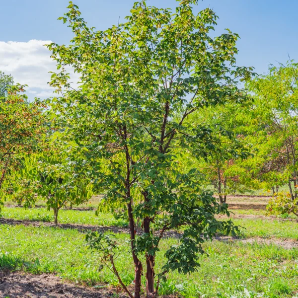 Acer griseum &ndash; Sapindaceae