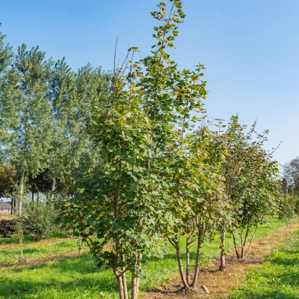 Acer opalus &ndash; Sapindaceae