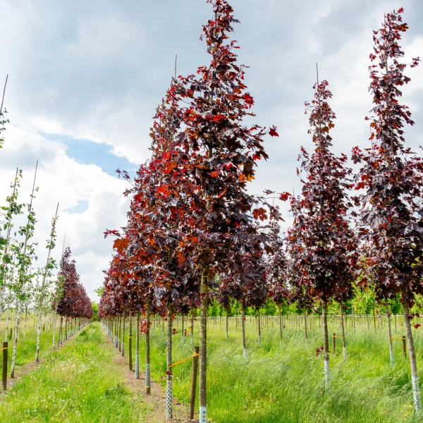 Acer platanoides 'Royal Red' &ndash; Aceraceae