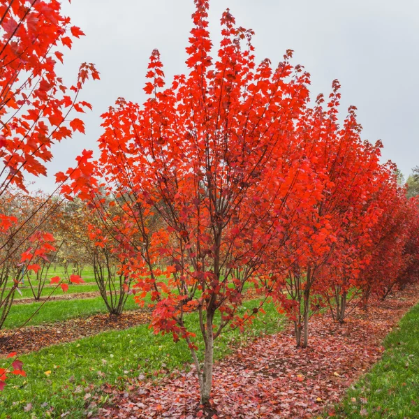 Acer rubrum 'Brandywine' – Aceraceae