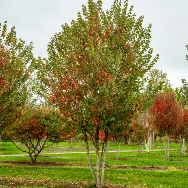Acer rubrum RED SUNSET ('Franksred') &ndash; Aceraceae