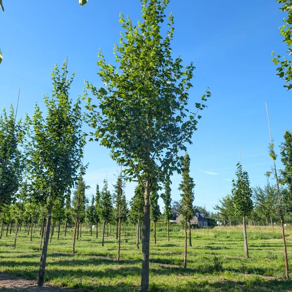 Acer saccharum BELLE TOWER ('Reba') &ndash; Aceraceae
