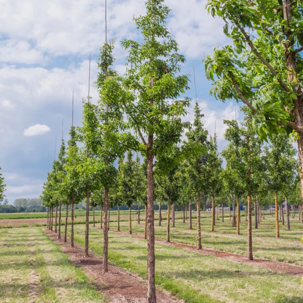 Acer triflorum &ndash; Aceraceae