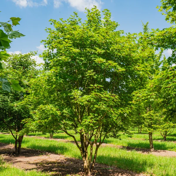 Acer ×zoeschense 'Annae' &ndash; Aceraceae