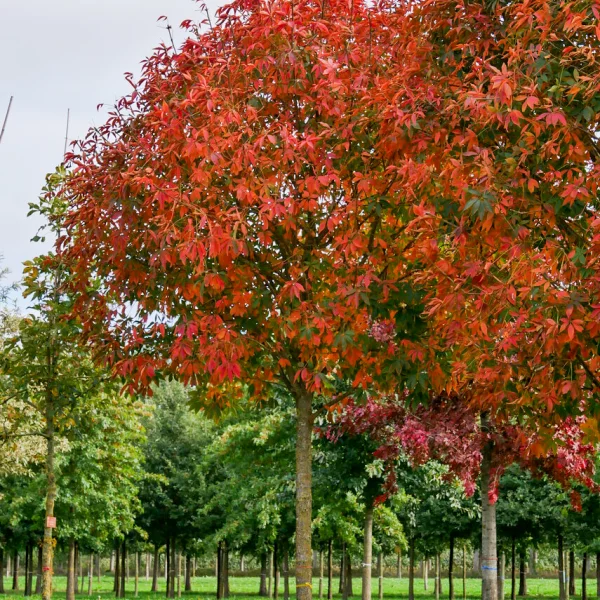 Aesculus ×arnoldiana &ndash; Hippocastanaceae
