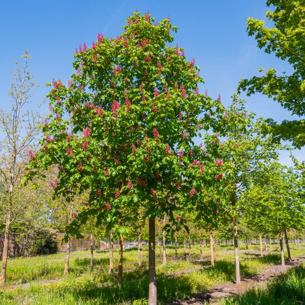 Aesculus ×carnea &ndash; Hippocastanaceae
