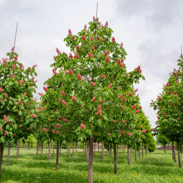 Aesculus ×carnea 'Briotii' &ndash; Hippocastanaceae
