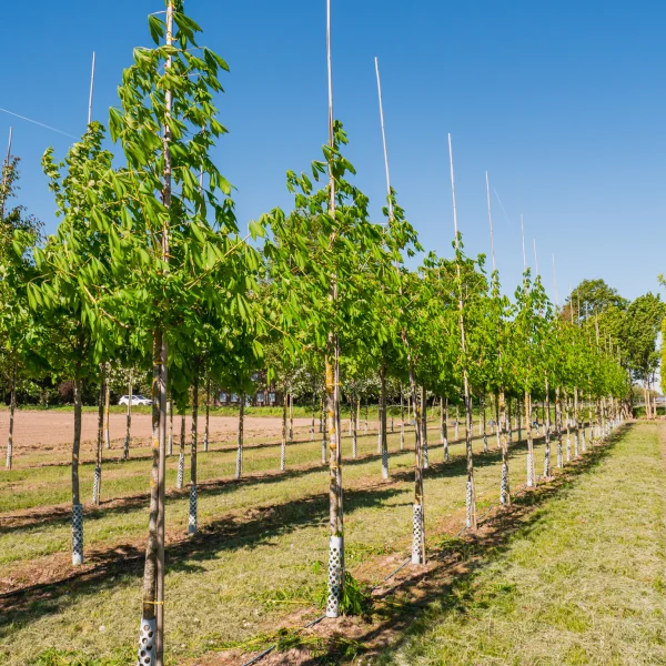 Aesculus flava 'Vestita' &ndash; Hippocastanaceae