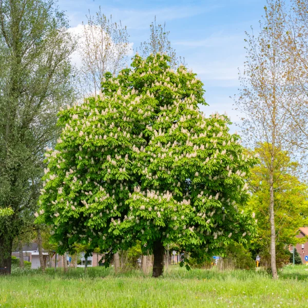 Aesculus hippocastanum &ndash; Hippocastanaceae