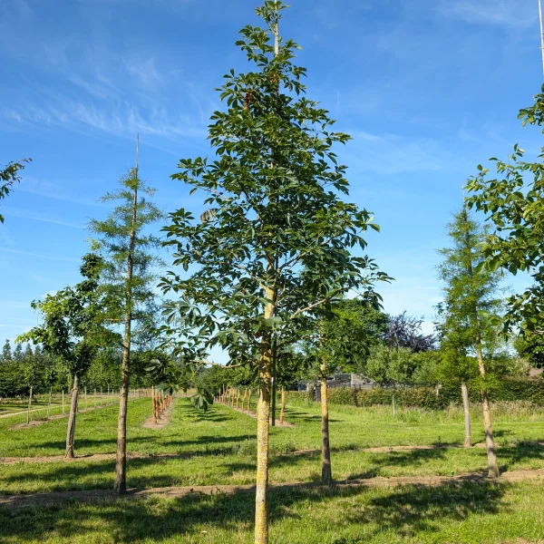 Aesculus 'Homestead' &ndash; Hippocastanaceae