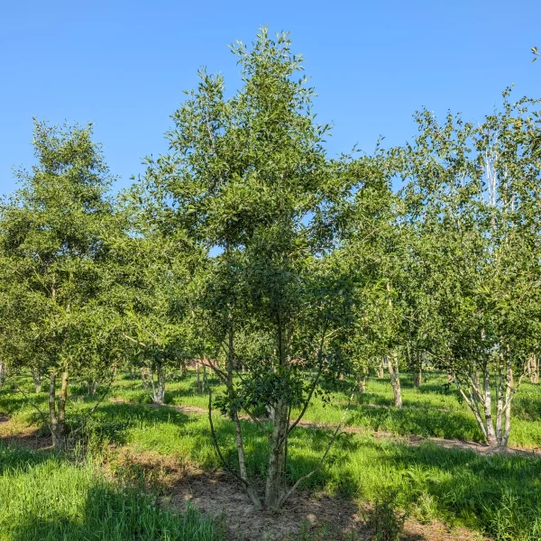 Alnus glutinosa 'Laciniata' &ndash; Betulaceae