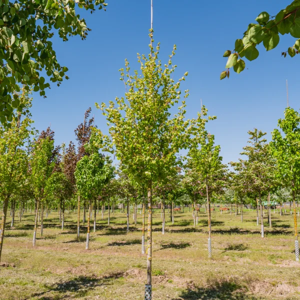 Alnus incana 'Aurea' &ndash; Betulaceae