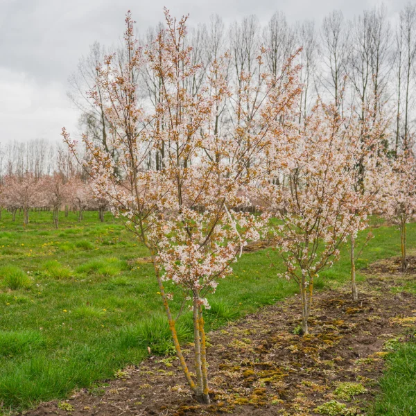 Amelanchier arborea 'Robin Hill' &ndash; Rosaceae